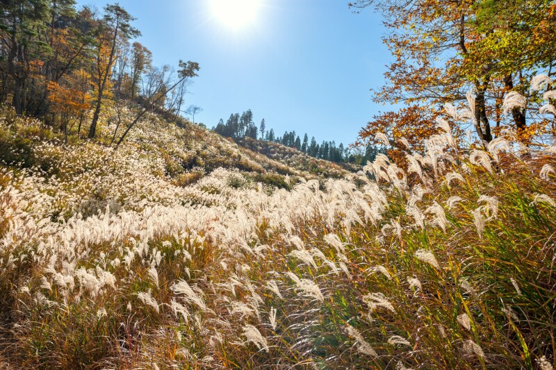 A field of pale golden pampas grass, with pine trees in distance