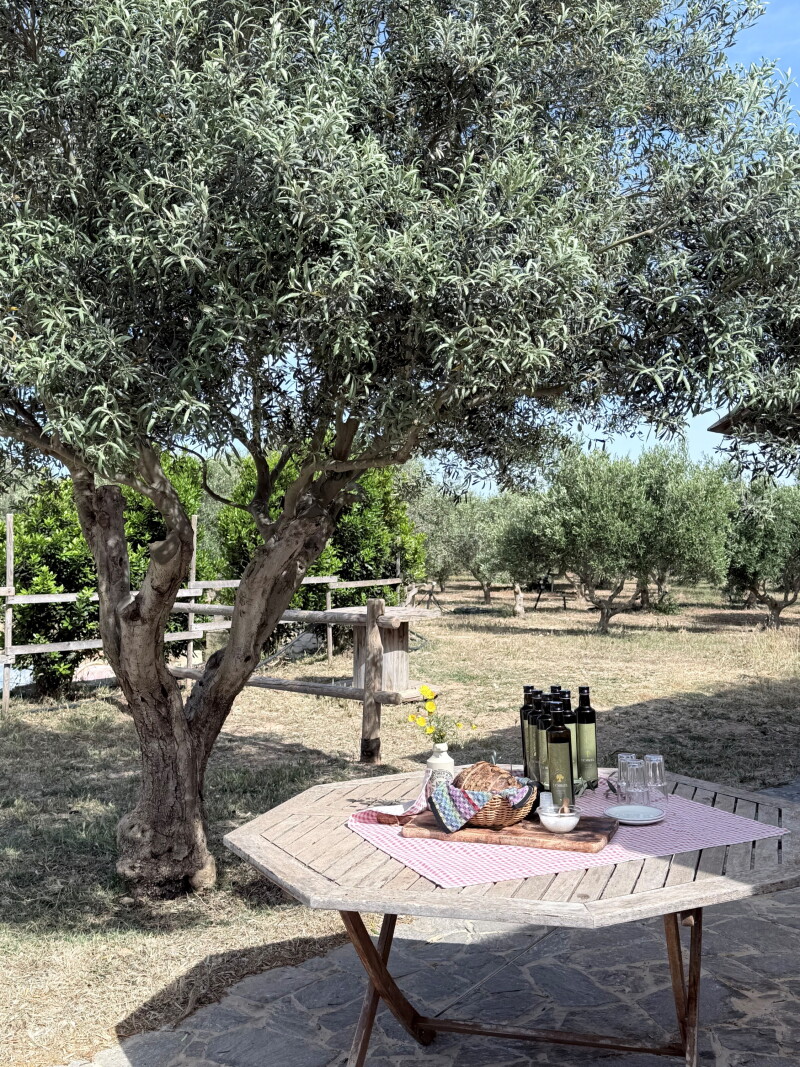 Bottles of olive oil, a basket of bread, and other picnic items sit atop a wooden table in a grove of olive trees at the Ta’ Mikiel farm in Gozo