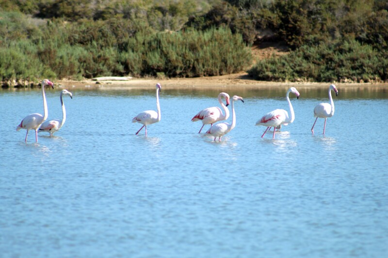 Half a dozen white flamingos standing in water at the Ses Salines natural wildlife reserve