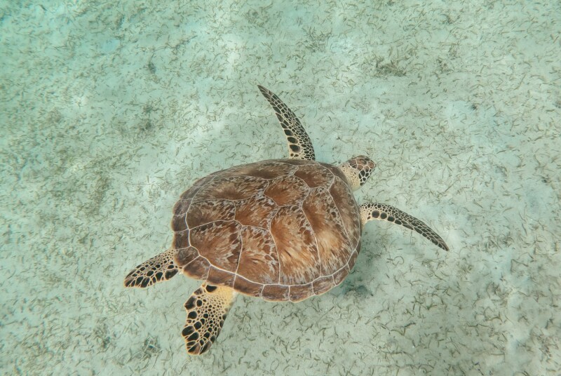 A green sea turtle swimming in shallow water