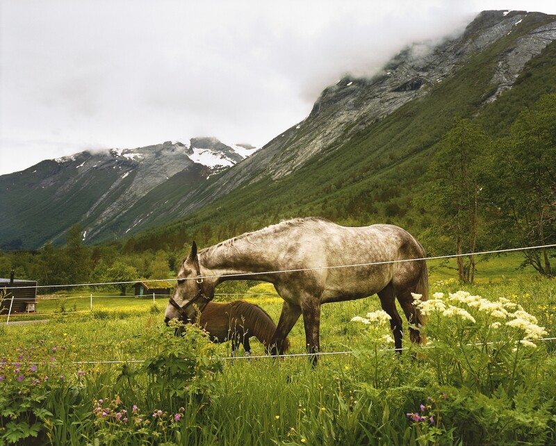 In Alstad, horses graze in the meadows of the Valdolla River valley.
