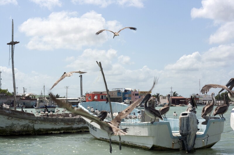 Just a few of the many birds of Río Lagartos