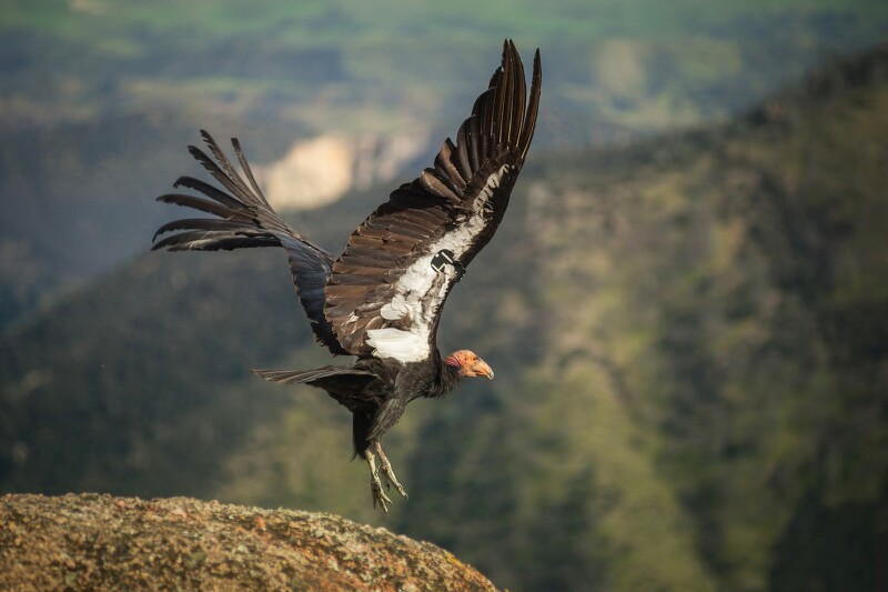 A Condor taking flight in Pinnacles National Park.