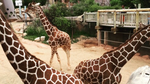 Cheyenne Mountain Zoo in Colorado Springs, CO