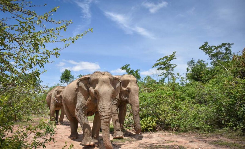 In addition to elephants, Wildlife Friends Foundation also takes care of monkeys, jungle cats, and other types of Thai wildlife.