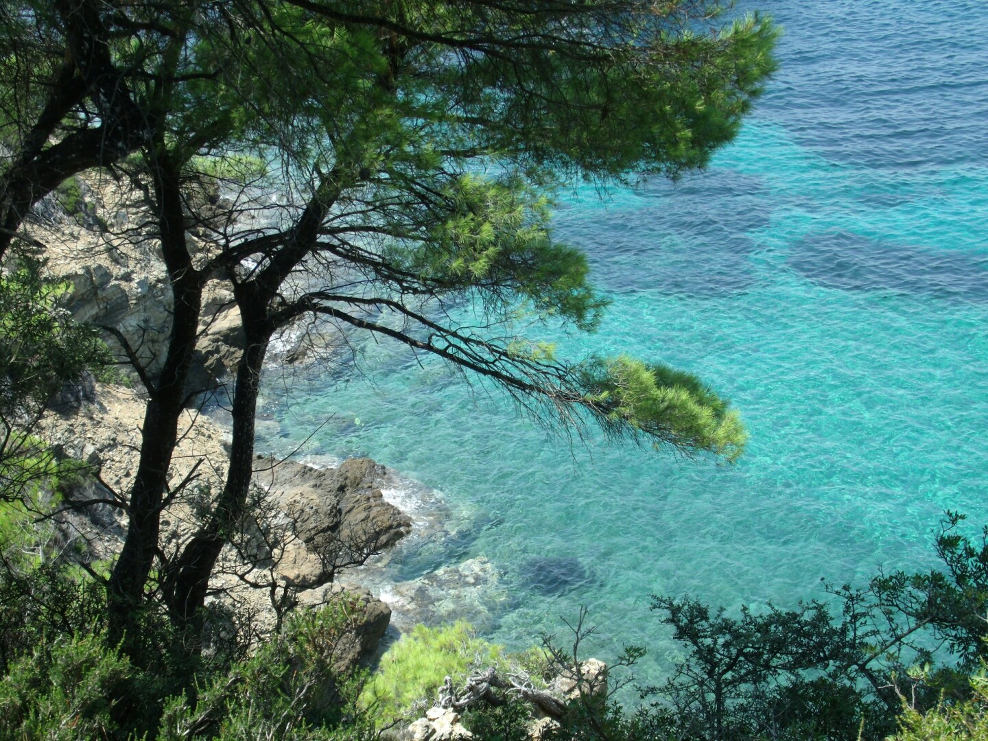 Crystal blue waters as seen through a pine forest 