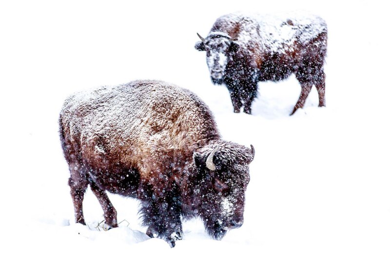 The bison have a lot more space to roam free of humans in the winter.