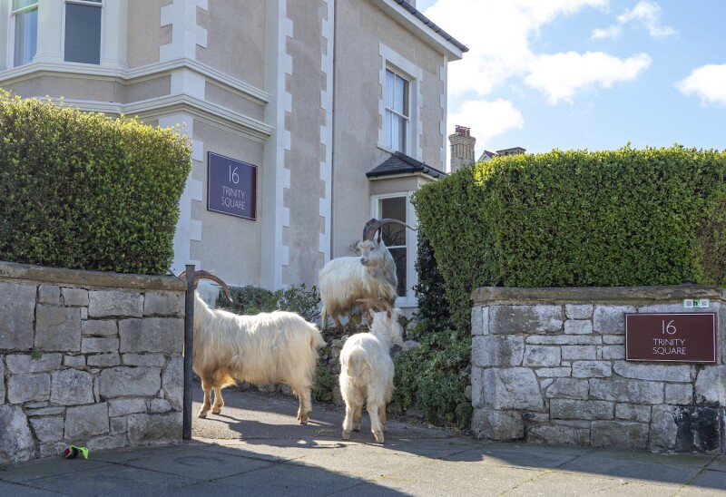 A group of goats have been spotted walking around the deserted streets of the seaside town during the nationwide lockdown due to the coronavirus.