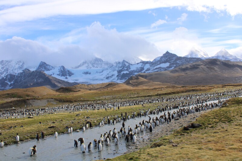 Travel to Antarctica during nesting season and this could be your welcoming committee.