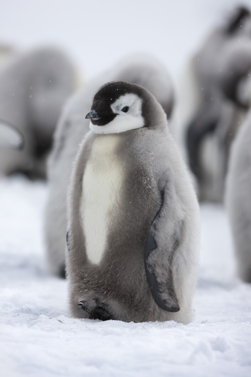 Scientists are concerned that as climate change progresses, emperor penguins may not find enough food to build up the body fat to stay warm.