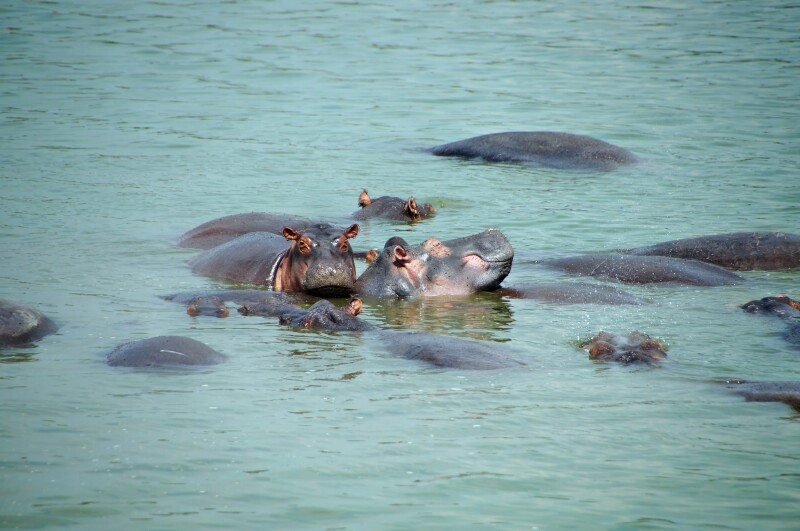 Hippos in the water, with a few heads above water