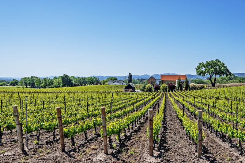 Rows of green vineyard, with red-roofed building in distance
