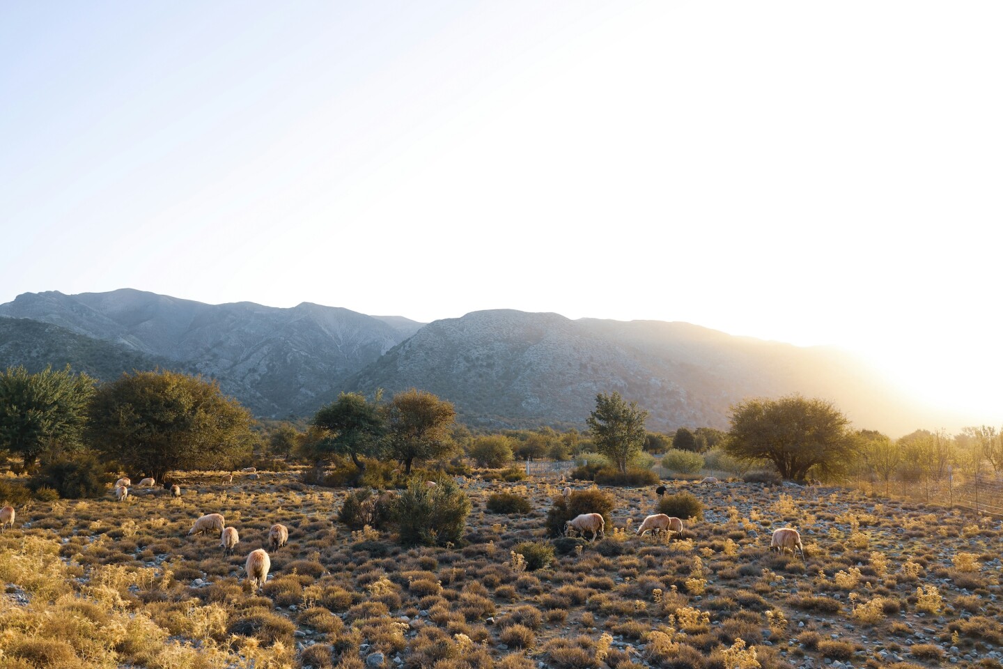 A scrubby landscape in front of mountains on a bright sunny day, with sheep in the foreground