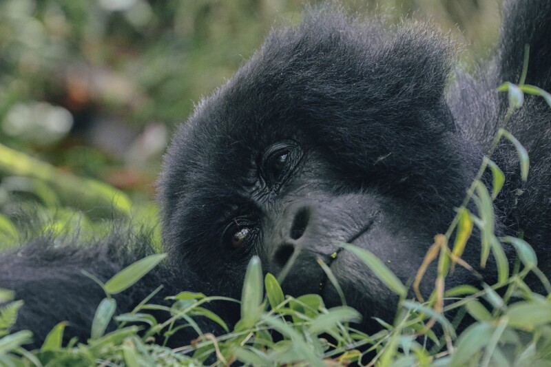 Sometimes trekkers will follow gorillas as they move through the forest and other times, they can sit and watch them relax.