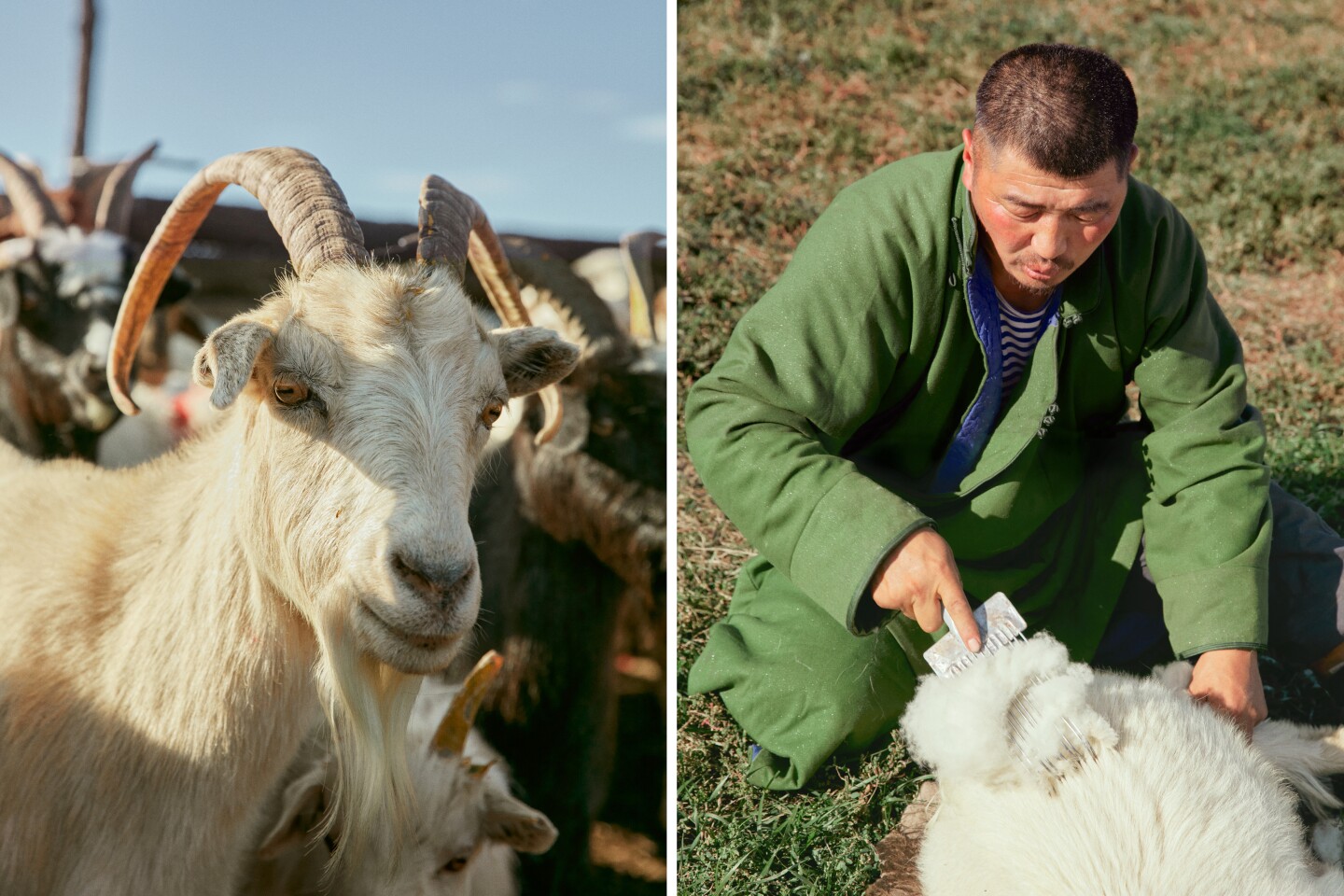 Left: A portrait of a white goat; Right: A herdsman combs cashmere from a goat.