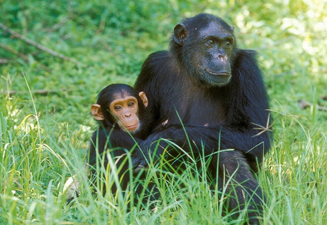 E. Common Chimp with Baby (Pan t. schweinfurthii), Gombe NP, Tanzania (Fifi & Flirt)