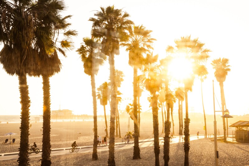 Light streaming through silhouetted palm trees on the beach in Santa Monica, California.