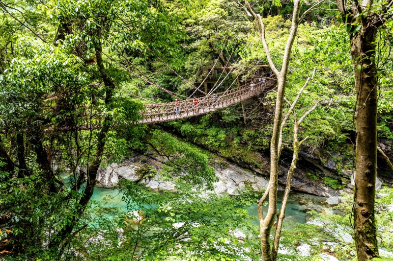 A footbridge made of vines above the Iya River, surrounded by leafy green trees