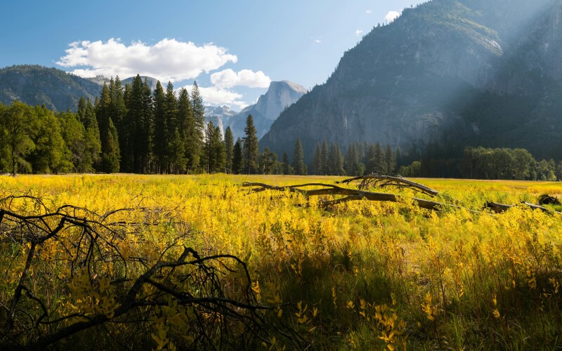 A field of yellow and green grasses cover the Yosemite Valley. Evergreen trees, Half Dome, and other large mountains loom in the background.