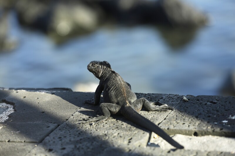 A marine iguana suns on the edge of a boardwalk in San Cristobal, Galápagos Islands. Last year, over 275,000 people visited the islands, which are economically dependent on tourism.