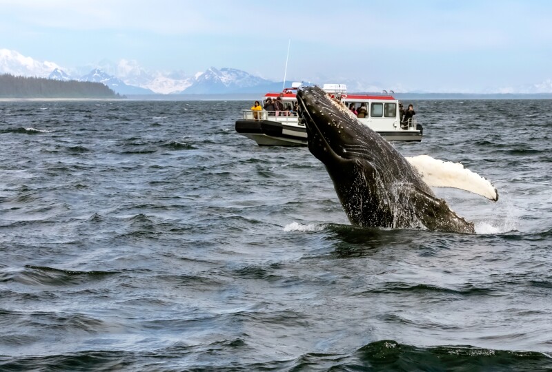 A humpback whale breaching as a small boat with passengres looks on