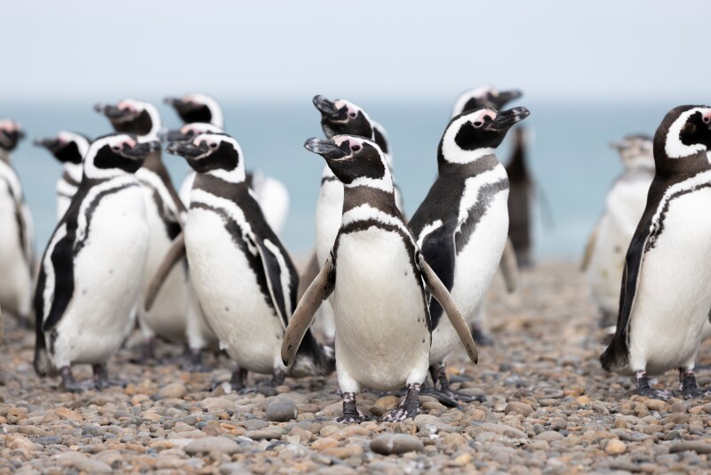 A group of Magellanic penguins walking on a rocky beach in Patagonia