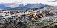 A big group of seals and sea lions, Beagle Channel, Ushuaia, Argentina.