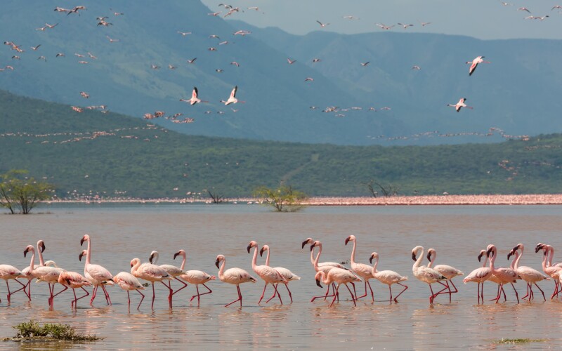 A row of flamingos wading in lake, with green hills in distance