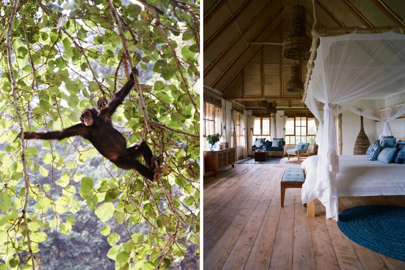 A chimpanzee in a tree and a luxurious room at a lodge