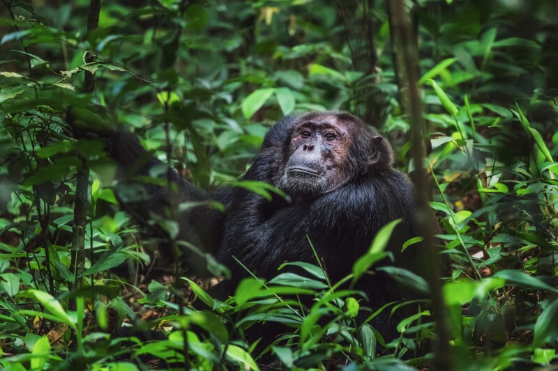 Old chimpanzee sitting on a branch in Kibale Forest National Park Uganda looking into the camera lens while scratching his head