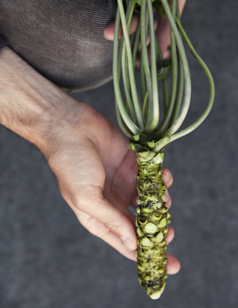 Frog Eyes Farm cultivates its wasabi in greenhouses. The rhizomes grow in gravel beds flooded with mountain stream water.