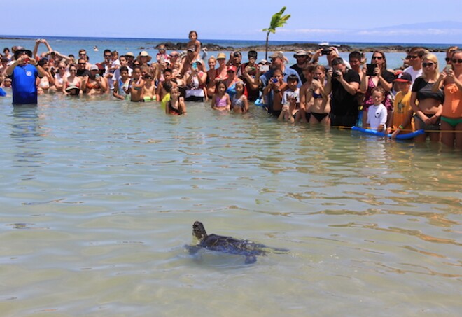 See the Turtles of Hawaii Celebrate Their Own Independence Day