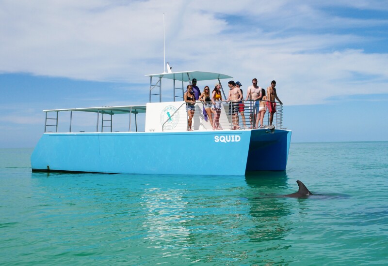 Tourists watch a dolphin swim by their boat