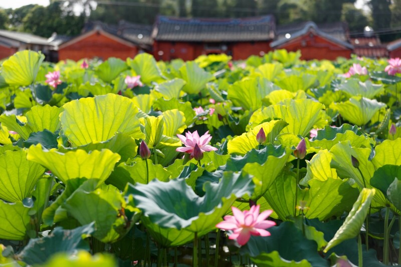 A garden of Taiwanese lotus with a traditional country house in the background.