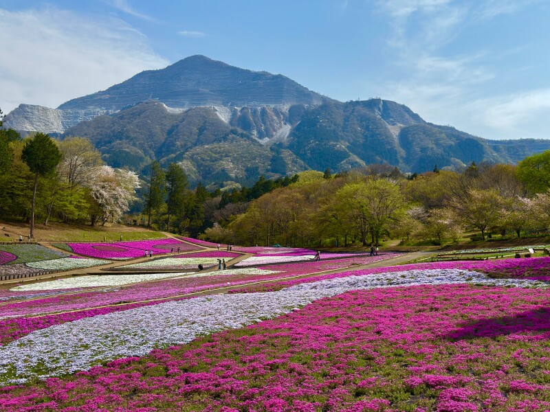 Pink and white flowers with a mountain in the background