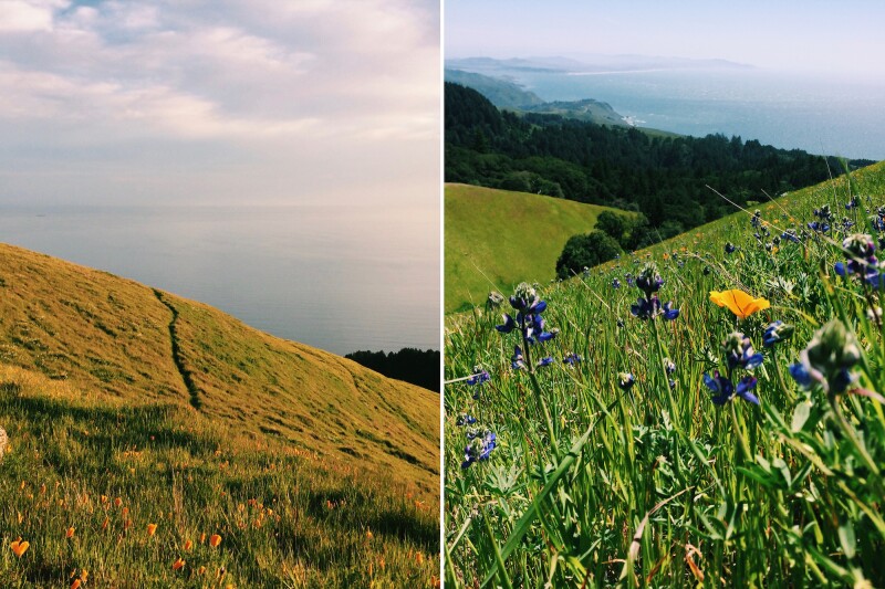 More than 750 plant species grow on Mount Tam, among them wildflowers such as California poppies, sky lupine, and Douglas irises, which bloom during spring and summer.