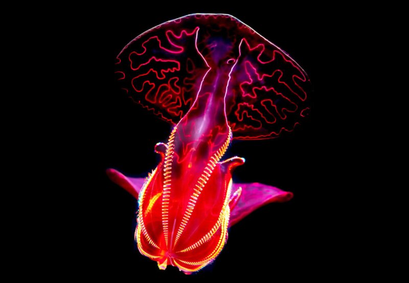 This creature might look vibrant to us, but it is nearly invisible where it resides.