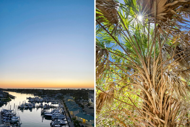 Aerial view of sunset and harbor in Cabbage Key (L); cabbage palm with sun shining through live and dead fronds (R)