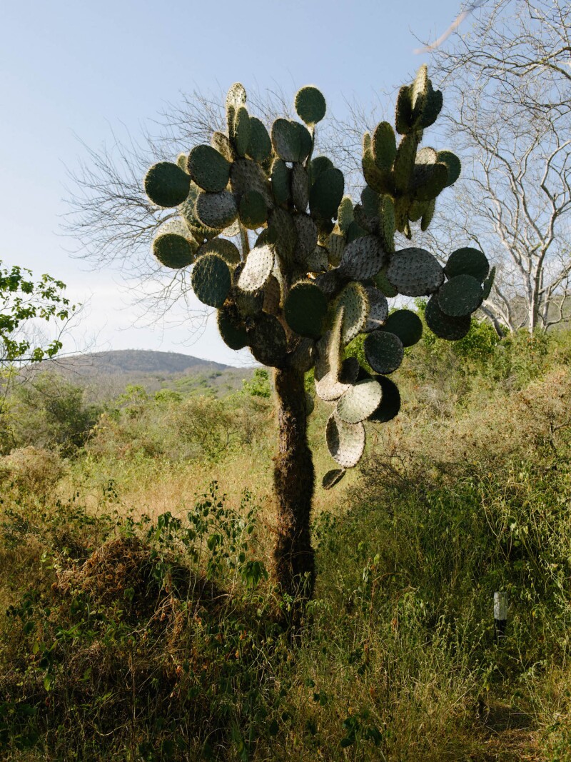 Espumillas, Santiago Island, Day 4, Galapagos, Ecuador