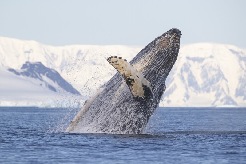 Antarctica is one of five regions identified for protection by the Blue Nature Alliance.