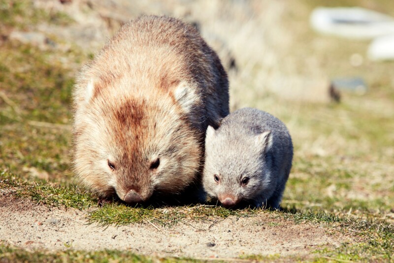 A mother wombat and her joey