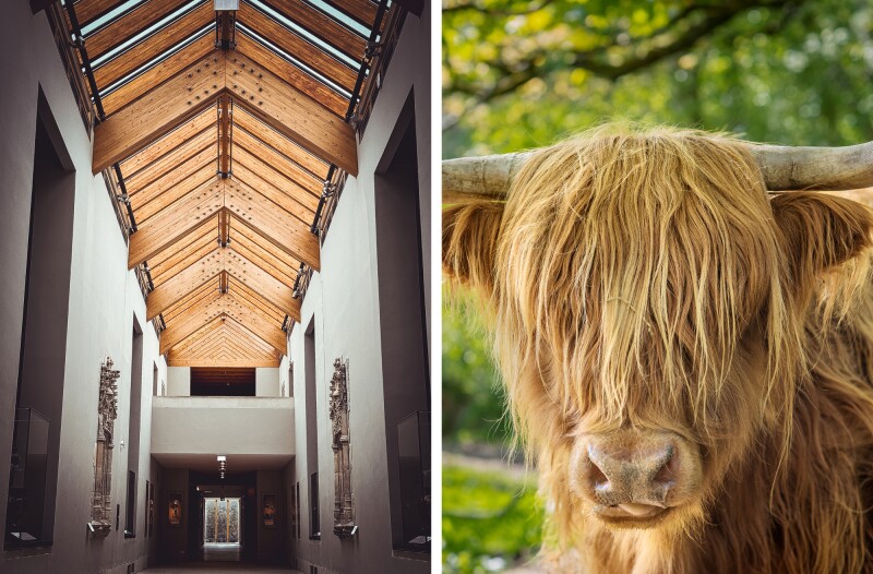 Left: A museum gallery with a ceiling of wooden beams letting in sunlight. Right: A Highland cow with shaggy hair covering its face.