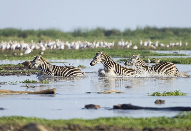 Burchell zebras (Equus quagga) crossing a swamp in the Lake Manyara National Park, Tanzania, Africa