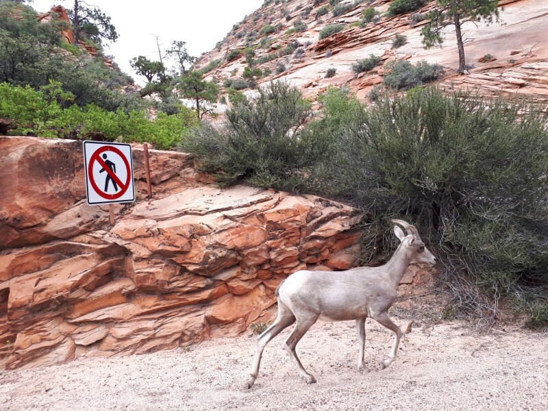 A young bighorn sheep in Zion National Park