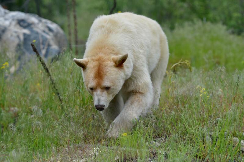 A Kermode bear