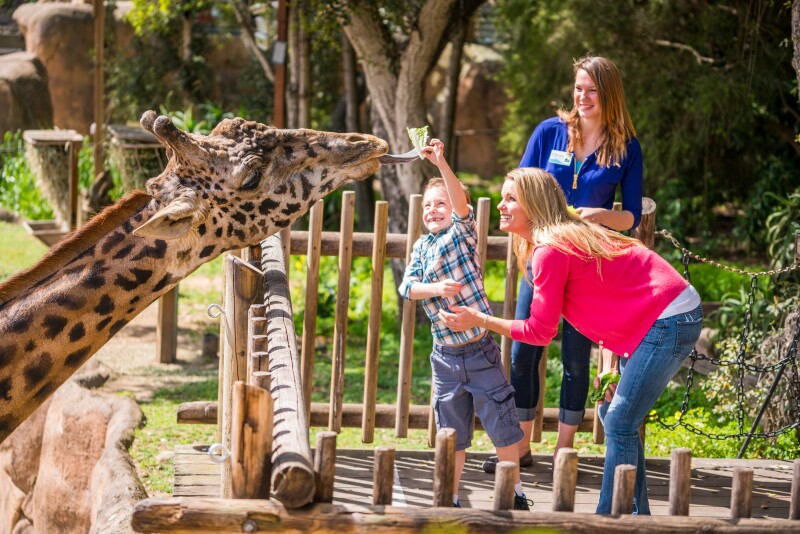 Family feeding a giraffe at the Santa Barbara Zoo.