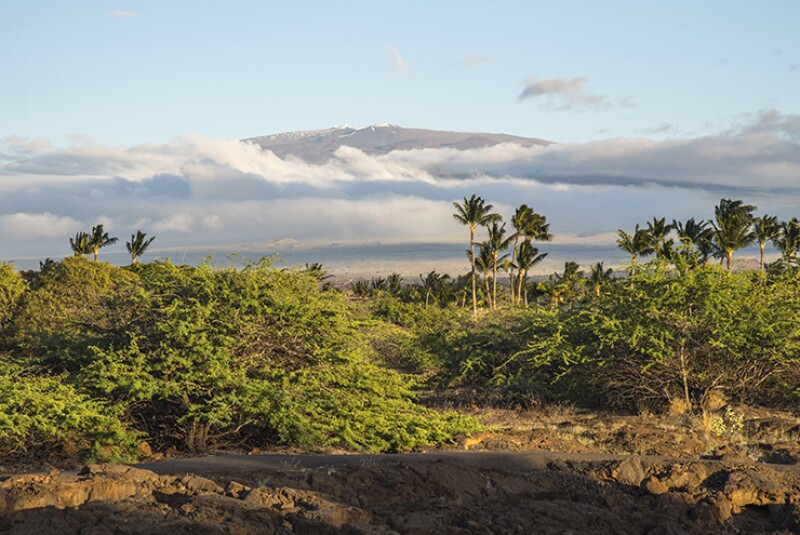 Distant view of Mauna Kea rising above clouds