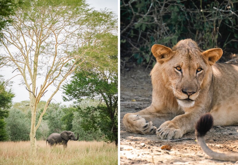 Lion and elephant at Chicari Camp