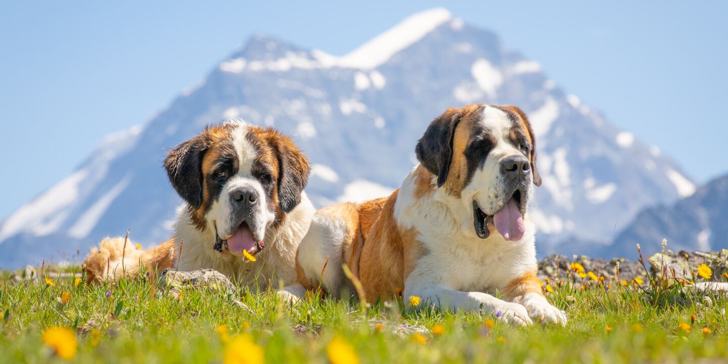 Visiting Switzerland's New Saint Bernard Museum, Barryland - AFAR