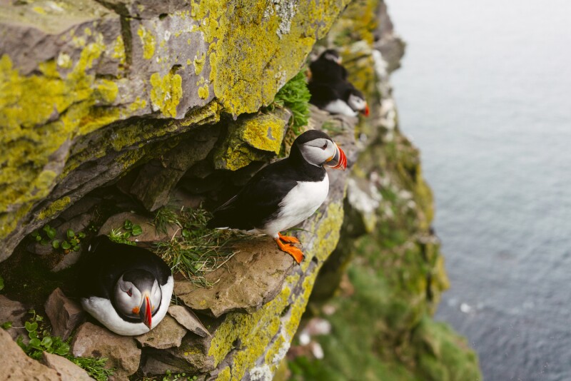 Atlantic puffins on the Latrabjarg cliffs in Westfjords, Iceland.
